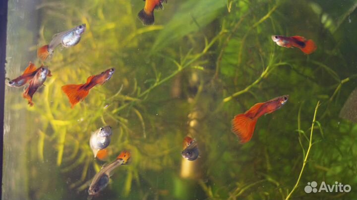 Гуппи. Пецилии