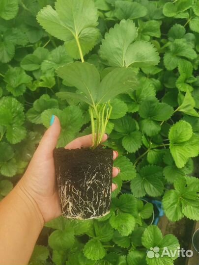 Рассада (саженцы) клубники (земляники садовой)