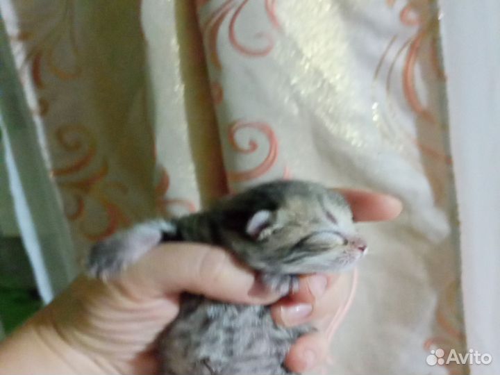 Очаровательные вислоухие комочки