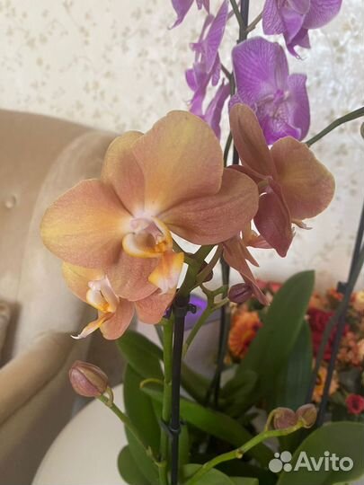 Орхидея фаленопсис