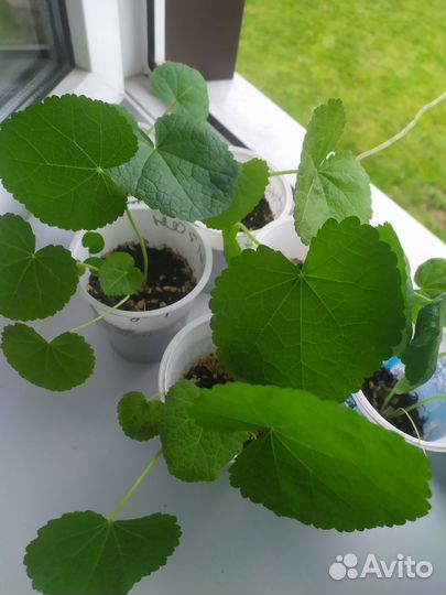 Рассада шток розы