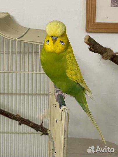 Выставочный волнистый попугай
