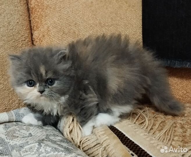 Продаю котят