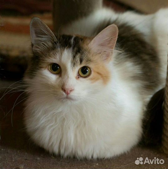 Закрывается приют. Кошку некуда деть