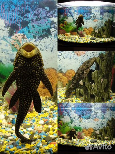 Сом птеригоплихт (парчовый сом)