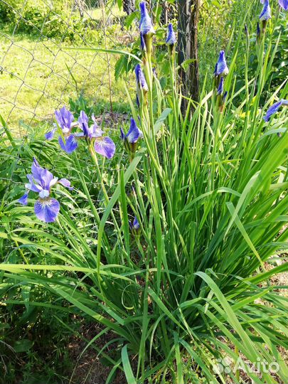 Ирис сибирский