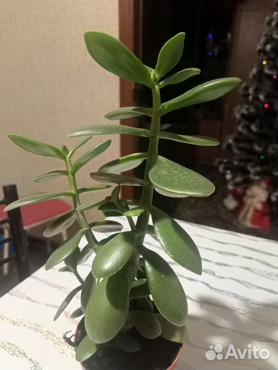 Денежное дерево толстянка