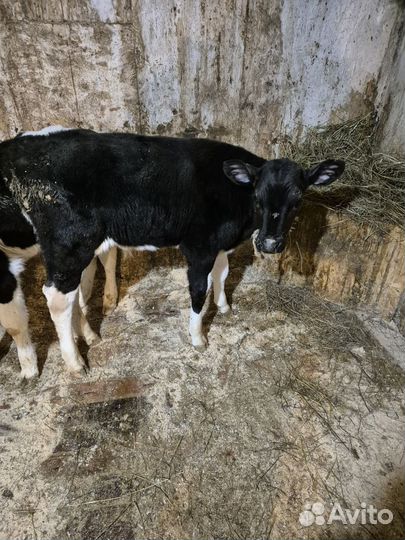 Телята бычки