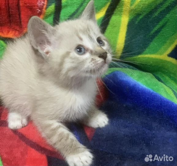 Кошечка Herz (Сердце)