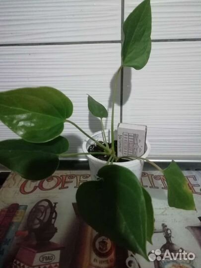Комнатные цветы антуриум
