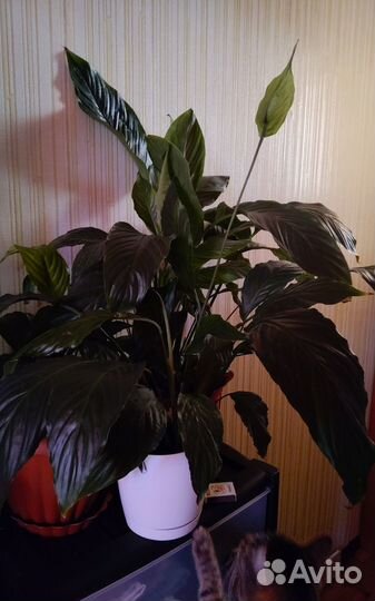 Комнатные цветы