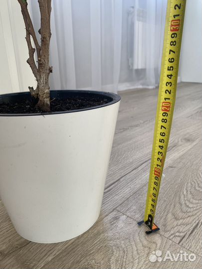 Фикус бенджамина в кашпо