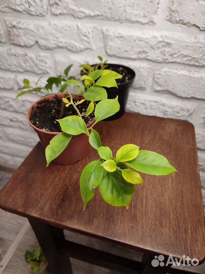 Комнатные цветы Бугенвилия