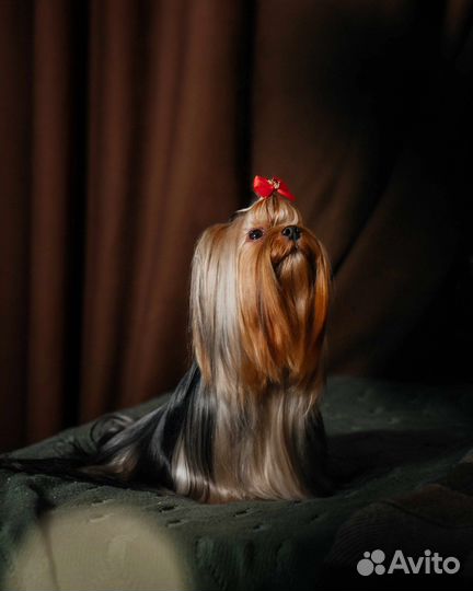 Йоркширский терьер