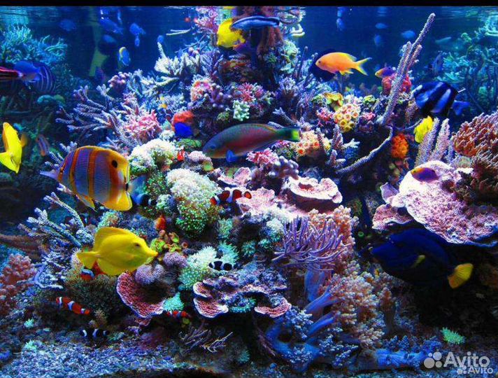 Морские гидробионты в наличии и под заказ-питомник