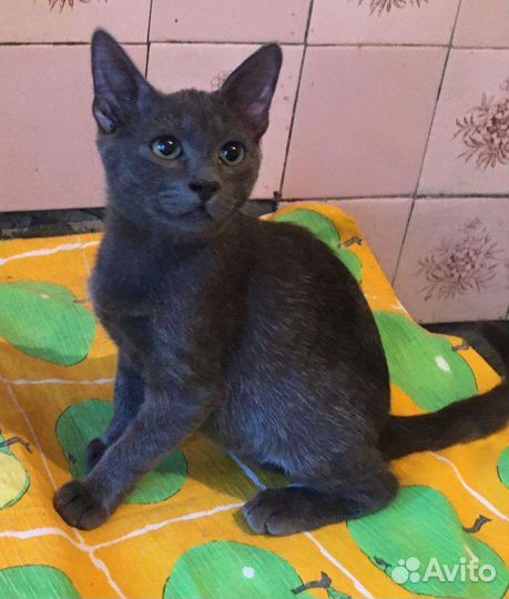 Лаки (4мес) - ласковый и трогательный мальчишка