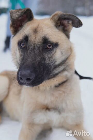 Молодой пес в добрые руки