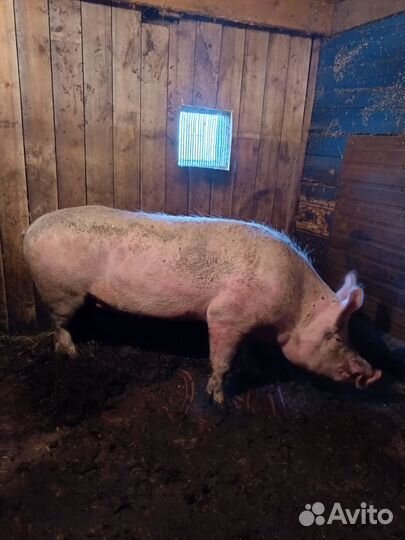 Боров 5 лет . Кастрирован 4 месяцев