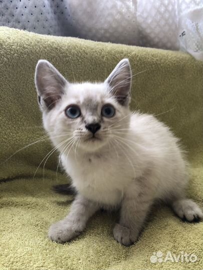 Маскарадные котята