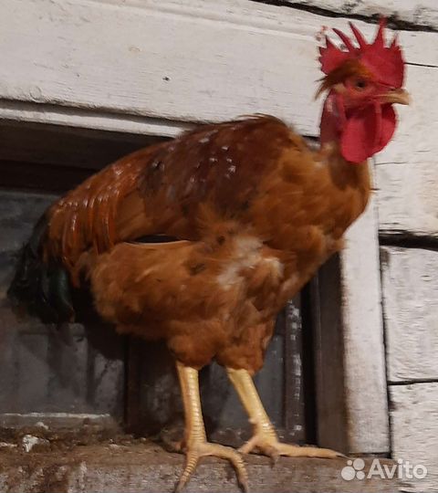 Куры петухи