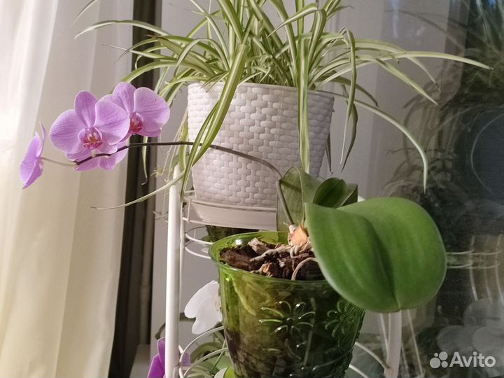 Орхидея дендробиум