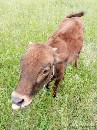 Телочка джерси