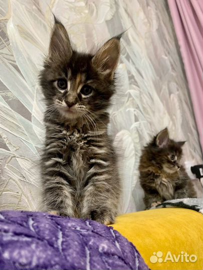 Котята мейн-кун