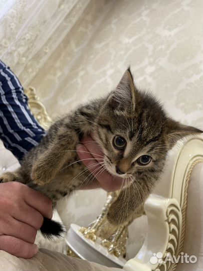 Котята бесплатно