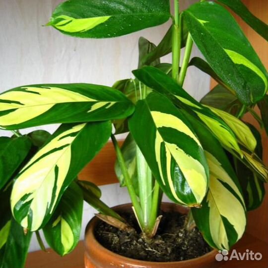 Калатея лубберса