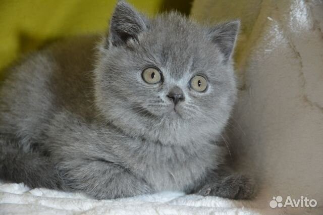Британские голубые котята