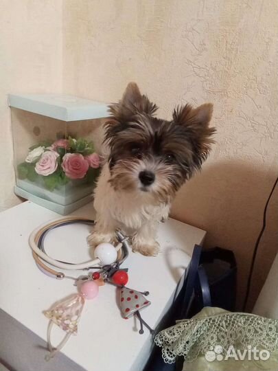 Щенки бивер