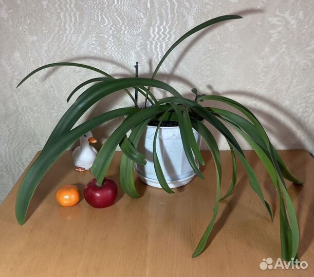 Душистая герань, гиппеаструм