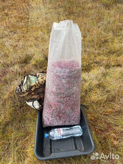 Клюква свежая