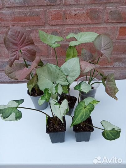 Папоротники калатеи эписции