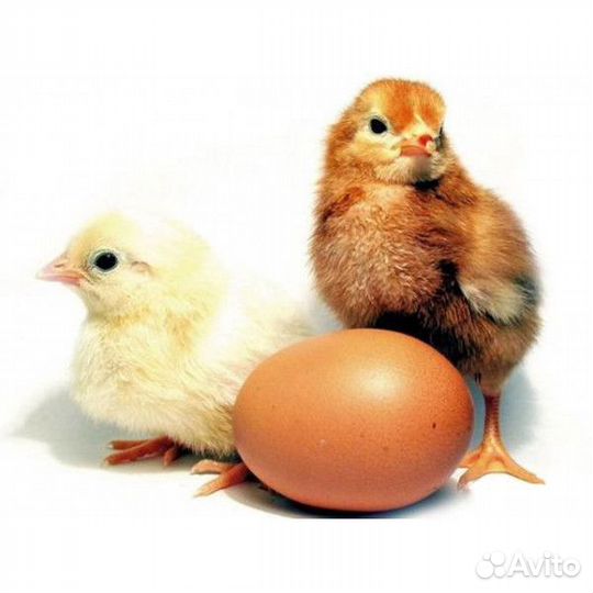 Цыплята суточные несушки