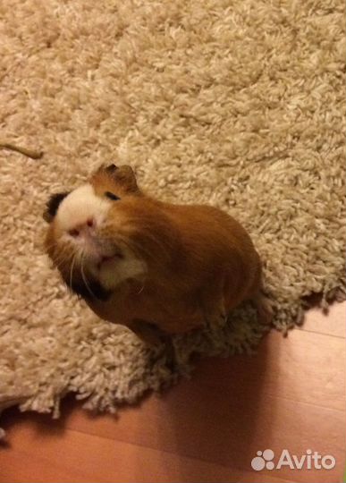 Передержка животных