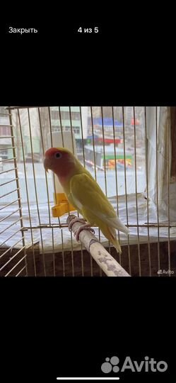 Попугай неразлучник