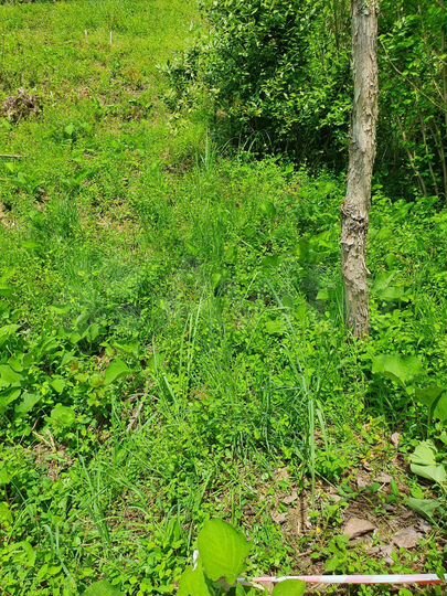 Участок 4,6 сот. (СНТ, ДНП)