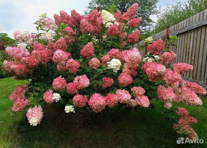 Гортензия метельчатая Сандей Фрайз