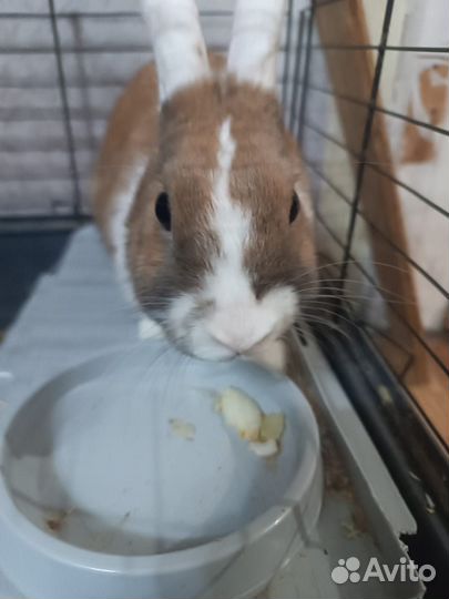 Декоративные кролики