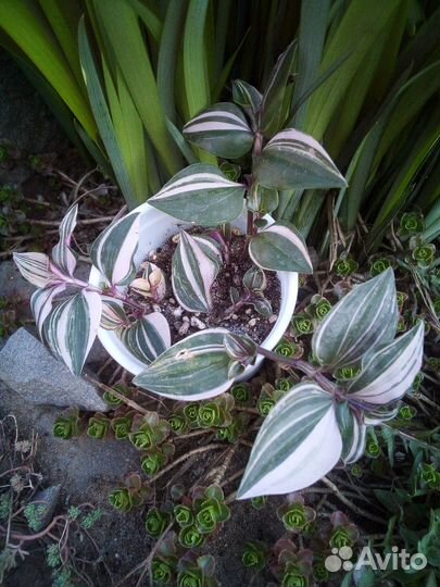 Комнатные цветы