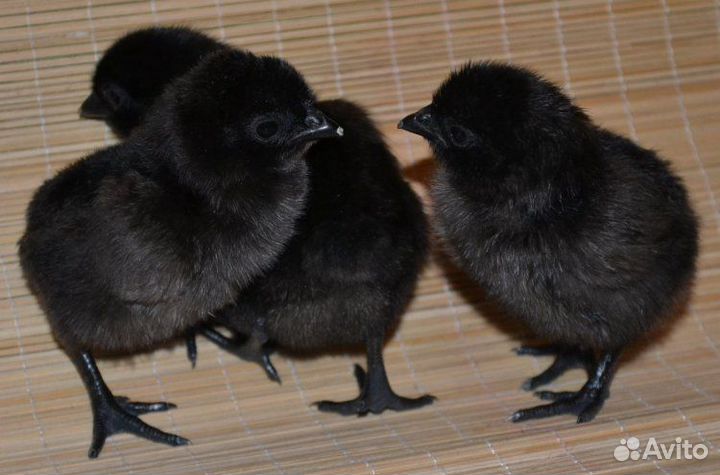 Ухейилюй яйцо