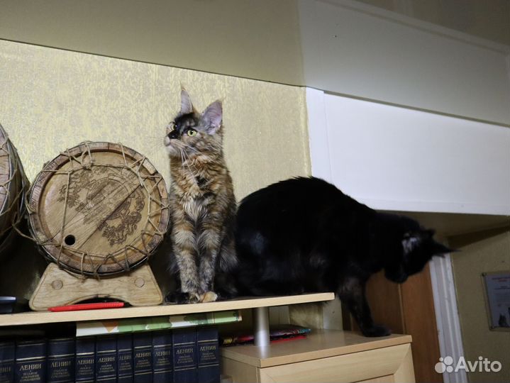 Девочка-подросток Мейн Кун