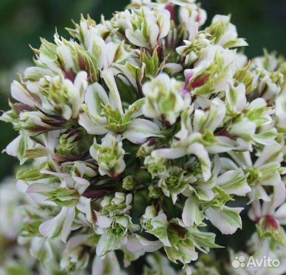 Флоксы серии Фелингс