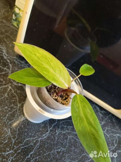 Комнатные цветы филодендрон медуза, педилантус