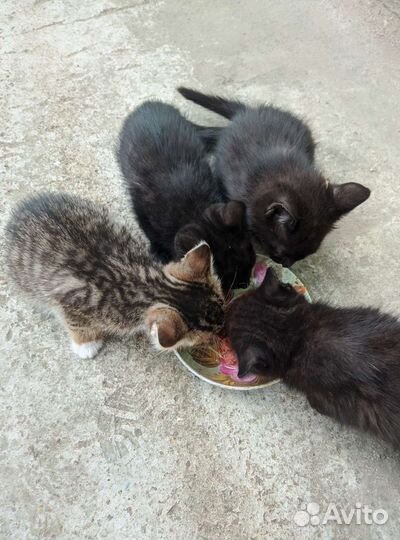 Котята в добрые руки бесплатно