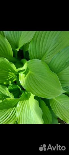 Хоста 2 вида