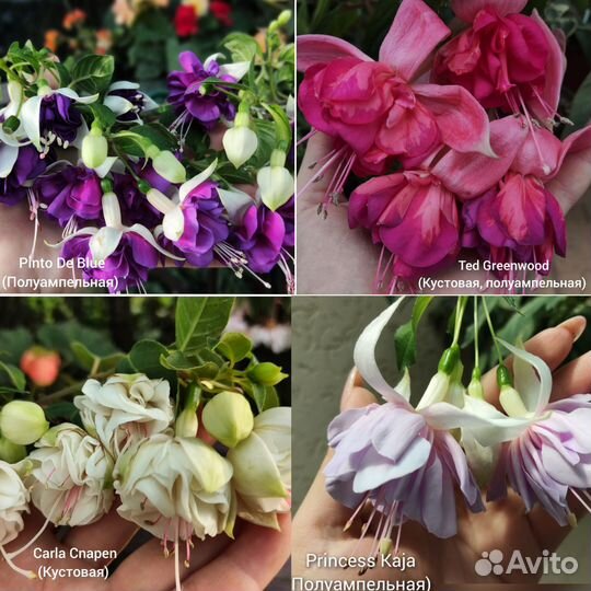 Фуксия сортовая