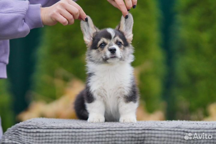 Вельш корги щенки 3,5 мес. Питомник