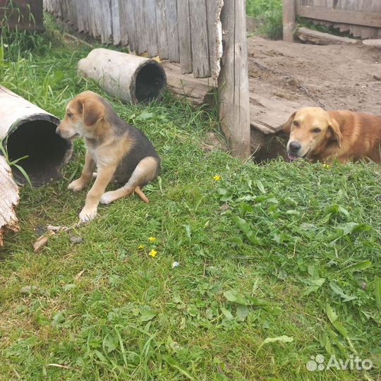 Щенки русской гончей. Вологодская область